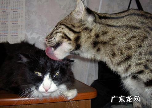 怎样就可以减掉肚子上的脂肪