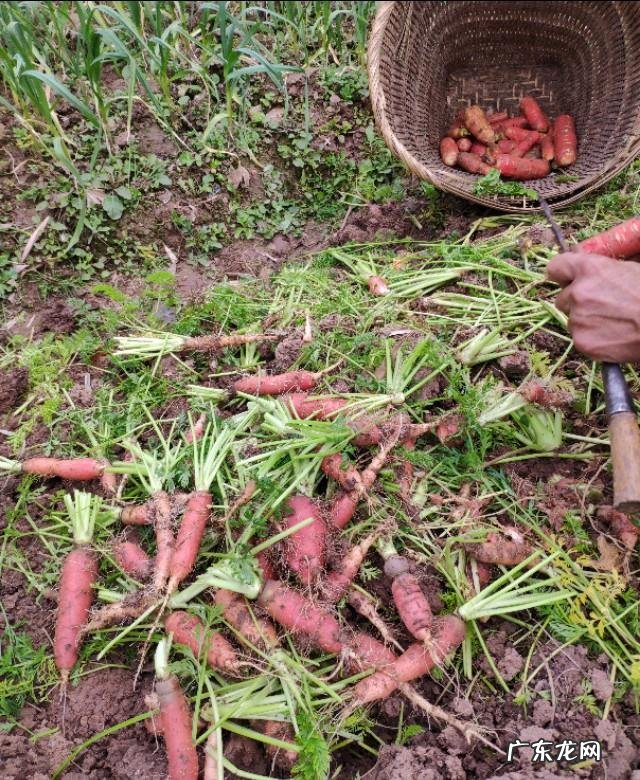 农村人最喜欢做什么晚饭为什么