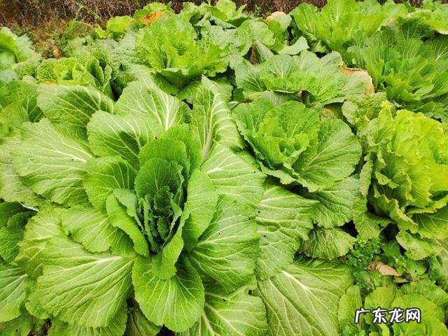 农村人最喜欢做什么晚饭为什么