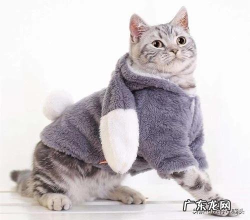 猫咪怀孕后吃感冒药会影响胎儿吗