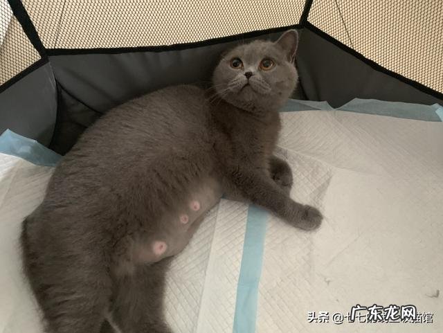 猫咪怀孕后吃感冒药会影响胎儿吗