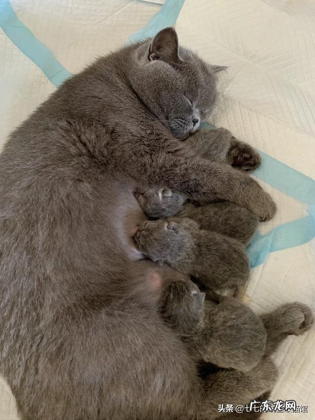 猫咪怀孕后吃感冒药会影响胎儿吗