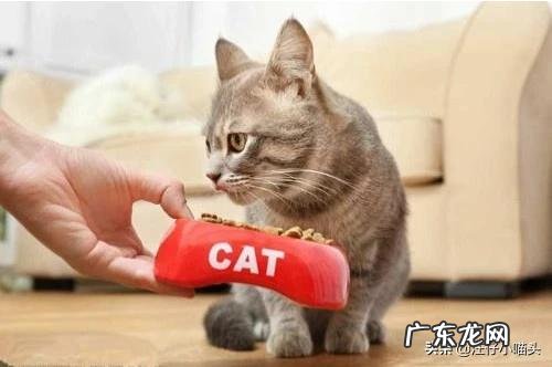 猫咪怀孕后吃感冒药会影响胎儿吗