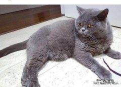 猫咪怀孕后吃感冒药会影响胎儿吗