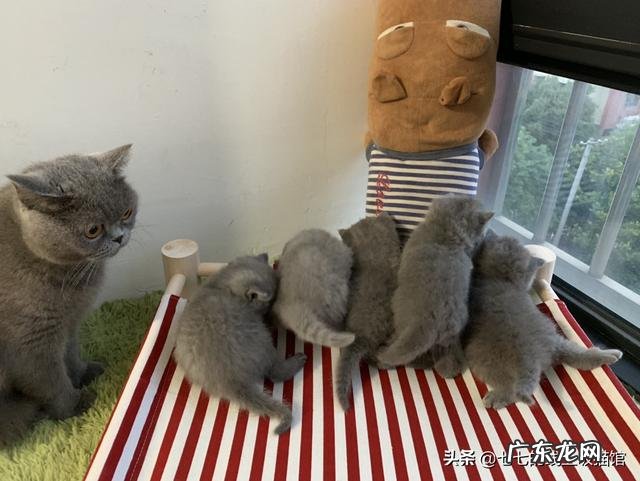 猫咪怀孕后吃感冒药会影响胎儿吗