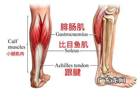 我觉得我腿部是肌肉型的，去健身房怎么减肥啊