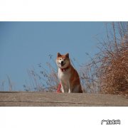 西安婚礼策划哪家可以做的主题很突出呢