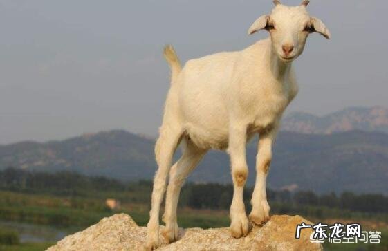 人胖肚子里有虫，该怎样打虫