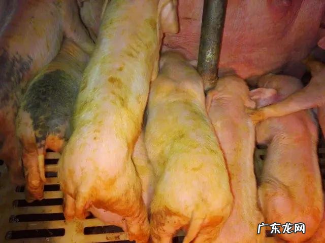 小猪拉稀、黄白痢太常见!如何防zhi