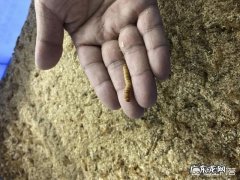 吃进塑料排出肥料的黄粉虫长什么样