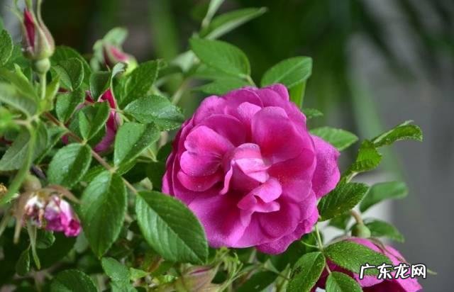 什么东西泡水喝排毒效果最好