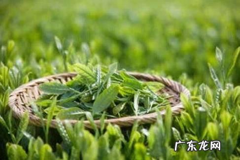 什么东西泡水喝排毒效果最好