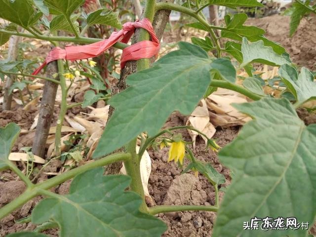 红糖水,直接灌根对西红柿有作用吗