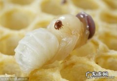 意蜂一年要杀几次螨该注意些什么