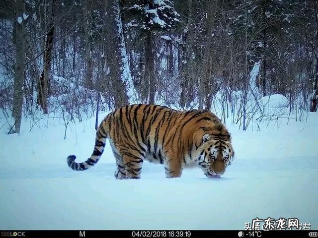 一只386kg的野生西伯利亚雄虎能打败几头非洲狮
