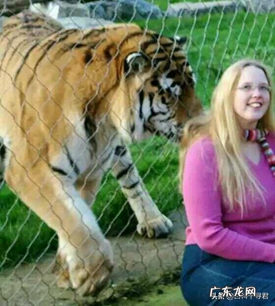 一只386kg的野生西伯利亚雄虎能打败几头非洲狮