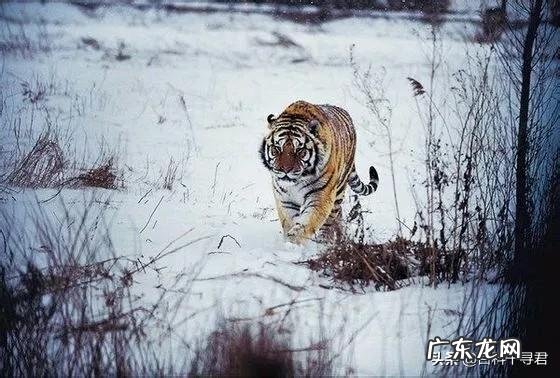 一只386kg的野生西伯利亚雄虎能打败几头非洲狮