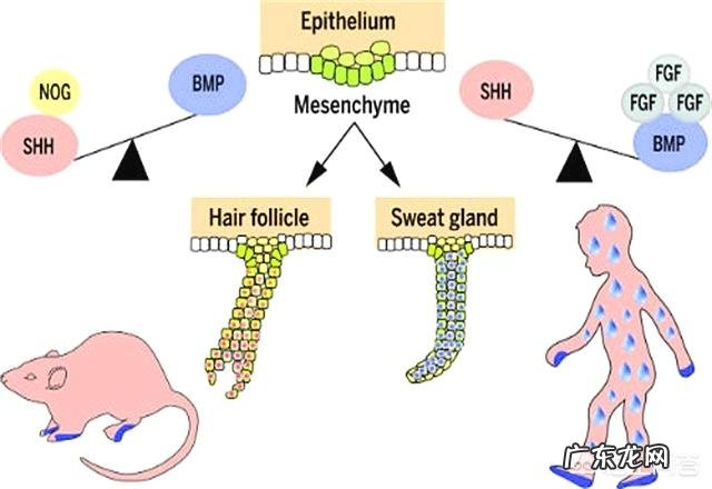 从什么动物开始才有五脏结构