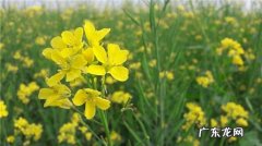 春季谨防七大传染病 如何预防春季传染病