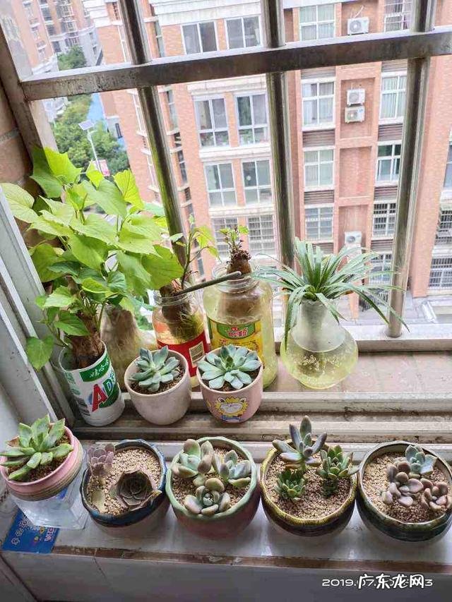 防治虫子最好方法 春天怎么灭虫最快