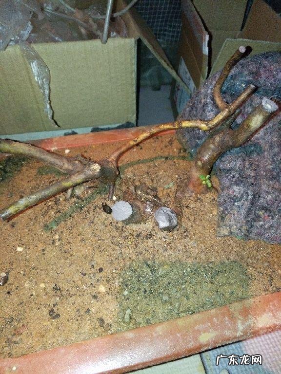 防治虫子最好方法 春天怎么灭虫最快