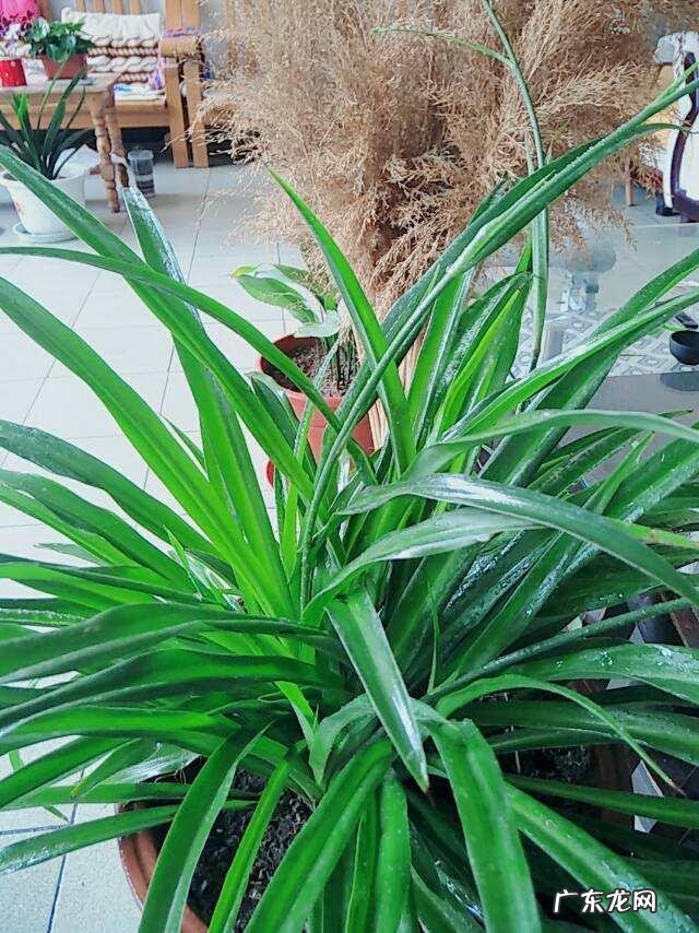 防治虫子最好方法 春天怎么灭虫最快