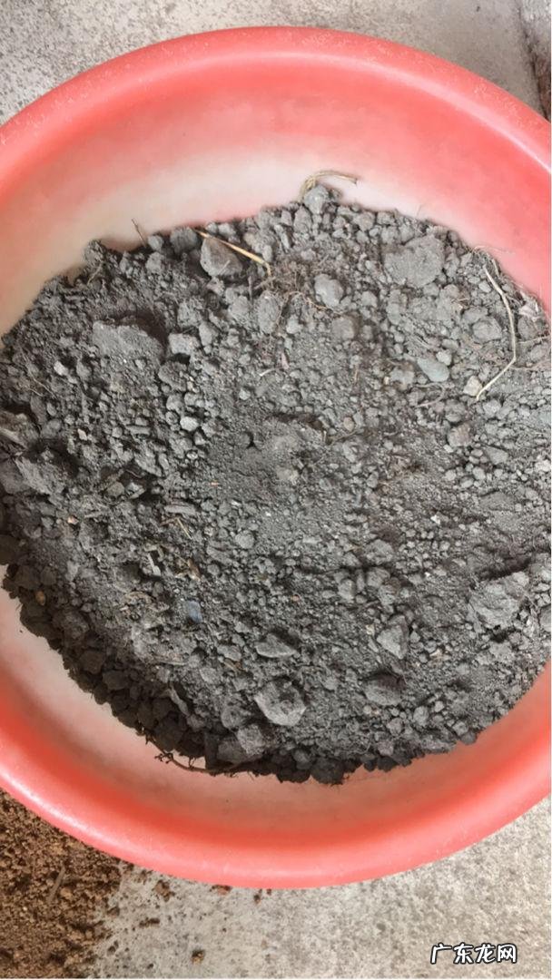 防治虫子最好方法 春天怎么灭虫最快