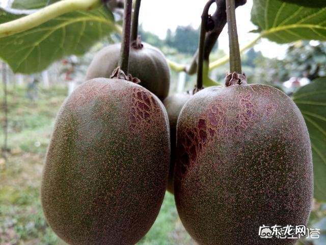 都江堰红心猕猴桃该怎么选择