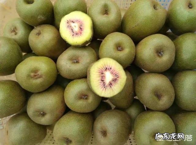 都江堰红心猕猴桃该怎么选择