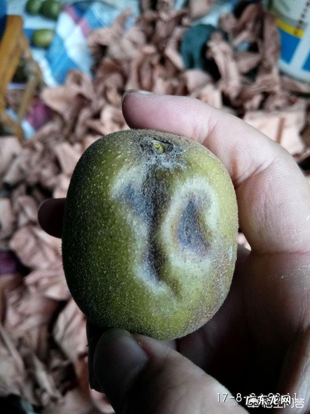 都江堰红心猕猴桃该怎么选择