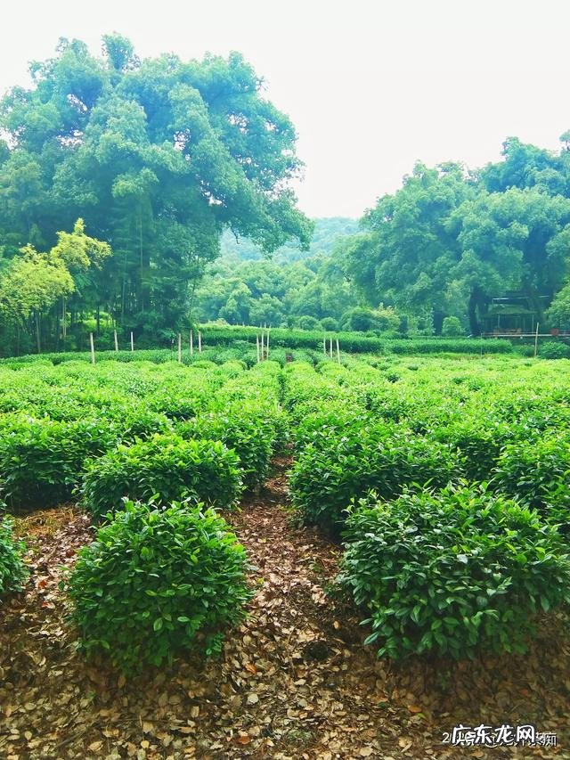 你喜欢喝茶??吗??喝茶带给你最大的感受和收获是什么呢??