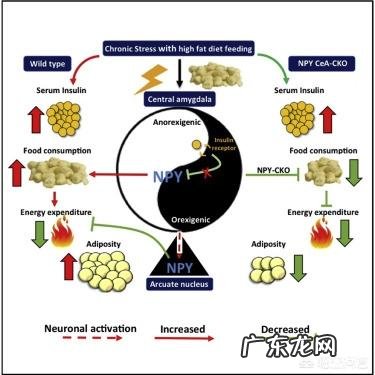 与无压力进食相比，压力性进食是否会导致体重增加更多