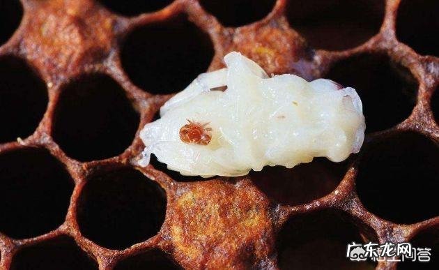 蜜蜂养殖，蜜蜂冬季会长蜂螨吗冬季蜜蜂长蜂螨怎么处理