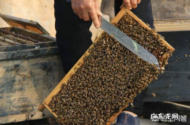 蜜蜂养殖,蜜蜂冬季会长蜂螨吗冬季蜜蜂长蜂螨怎么处理