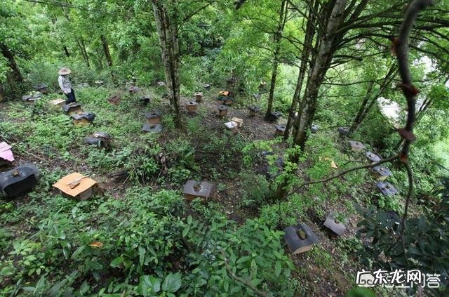 蜜蜂养殖,蜜蜂冬季会长蜂螨吗冬季蜜蜂长蜂螨怎么处理