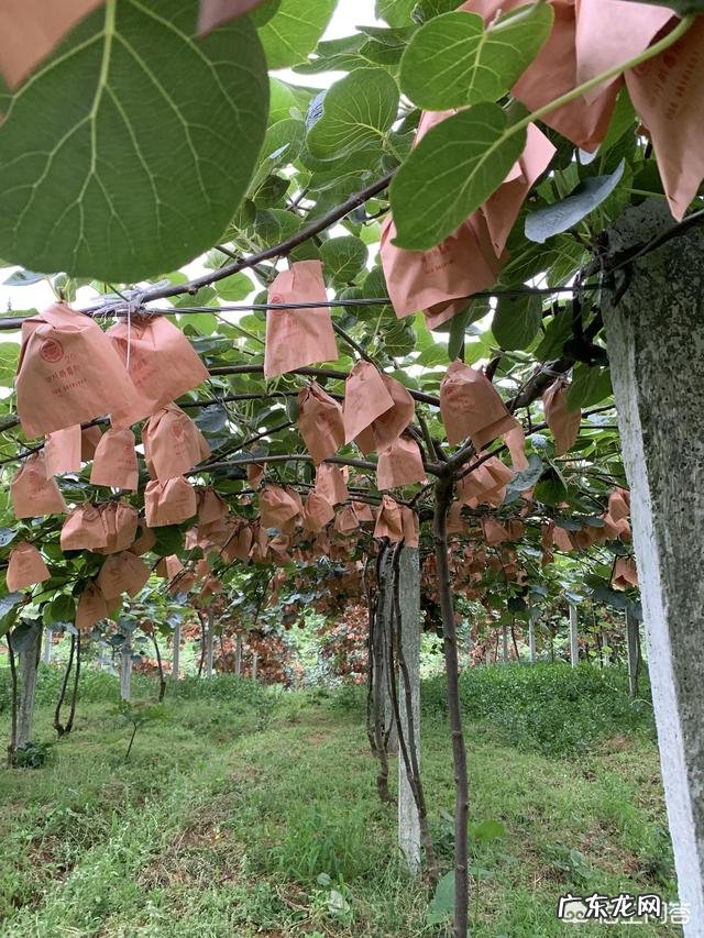 种植猕猴桃到底该不该用膨大剂