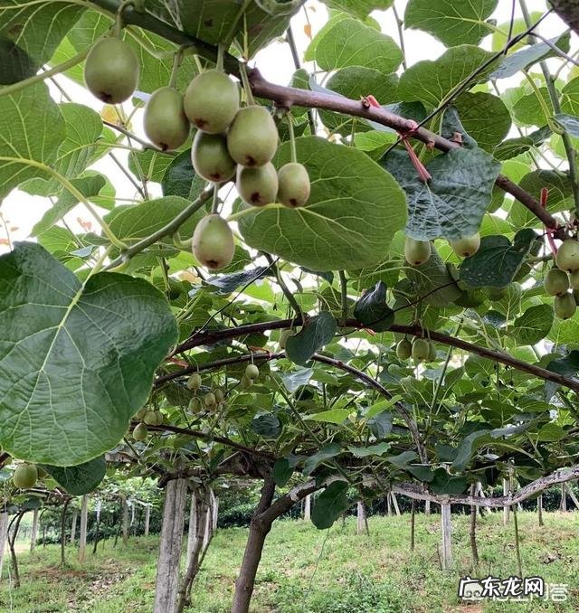 种植猕猴桃到底该不该用膨大剂