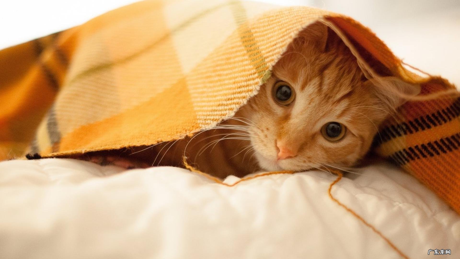 为什么，吃播都那么瘦，甚至瘦到吓人的地步，他们真的吃不胖吗