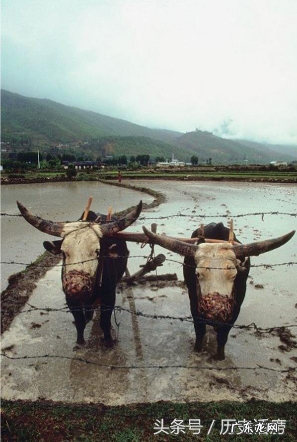 不丹这个国家真像传说中那么“幸福”吗