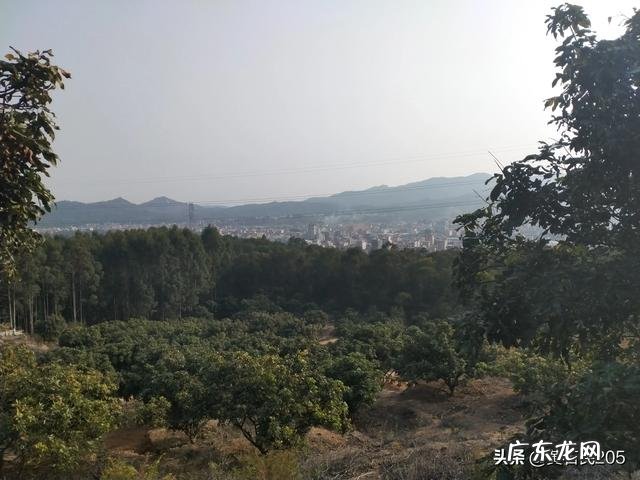 水果滞销，谁打烂了这副牌