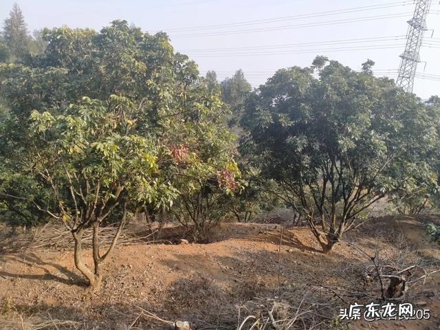 水果滞销，谁打烂了这副牌