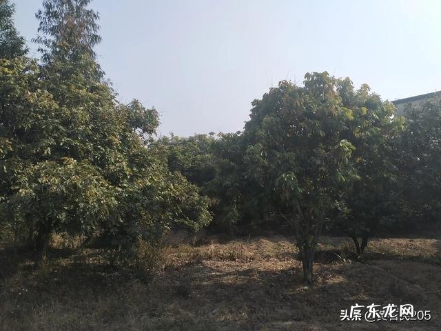 水果滞销，谁打烂了这副牌