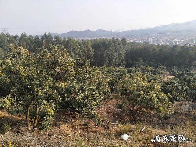 水果滞销，谁打烂了这副牌