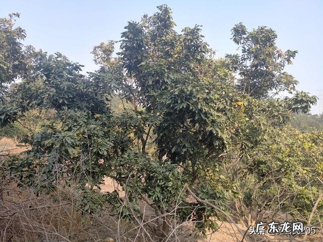 水果滞销，谁打烂了这副牌