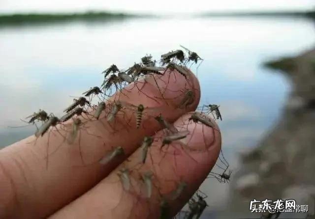 和尚，道士，儒生，三个人静坐时，有蚊子咬他们，分别有什么反应