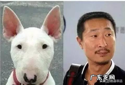 有哪些趣味十足的明星“撞脸”,让你看到一次笑翻一次