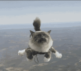 你收集有那些笑死人不偿命的动态图啊