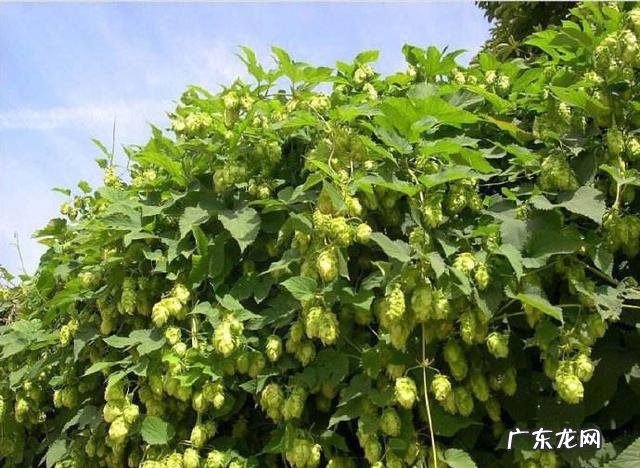 如何防zhi啤酒花病害需要注意哪些事项