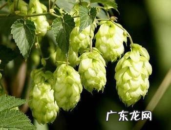 如何防zhi啤酒花病害需要注意哪些事项