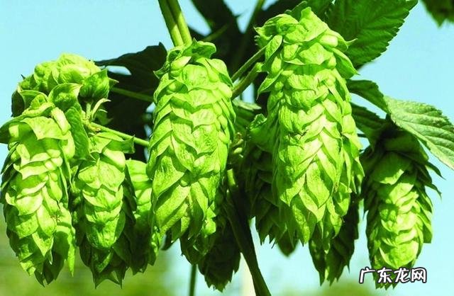 如何防zhi啤酒花病害需要注意哪些事项